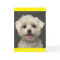 White Maltese Puppy Dog Blank Note Card