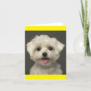 White Maltese Puppy Dog Blank Note Card
