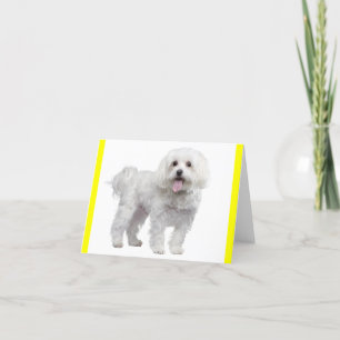 White Maltese Puppy Dog Blank Yellow Notecard
