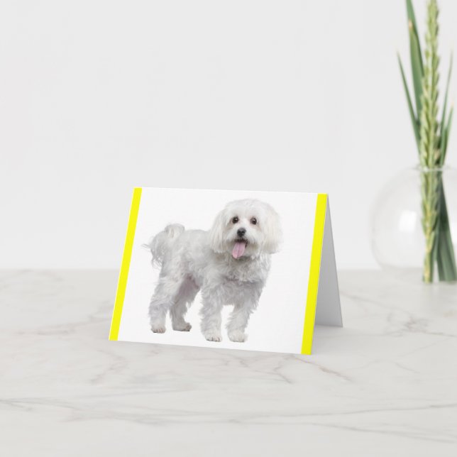White Maltese Puppy Dog Blank Yellow Notecard (Front)