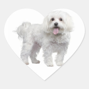 White Maltese Puppy Dog Heart Sticker / Label