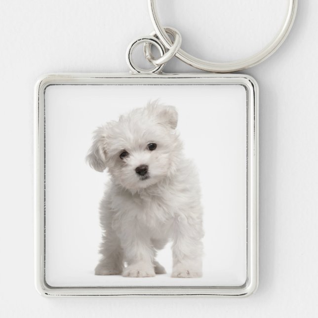 White Maltese Puppy Dog Love Custom Keychain (Front)