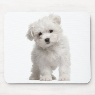 White Maltese Puppy Dog Mouse Pad