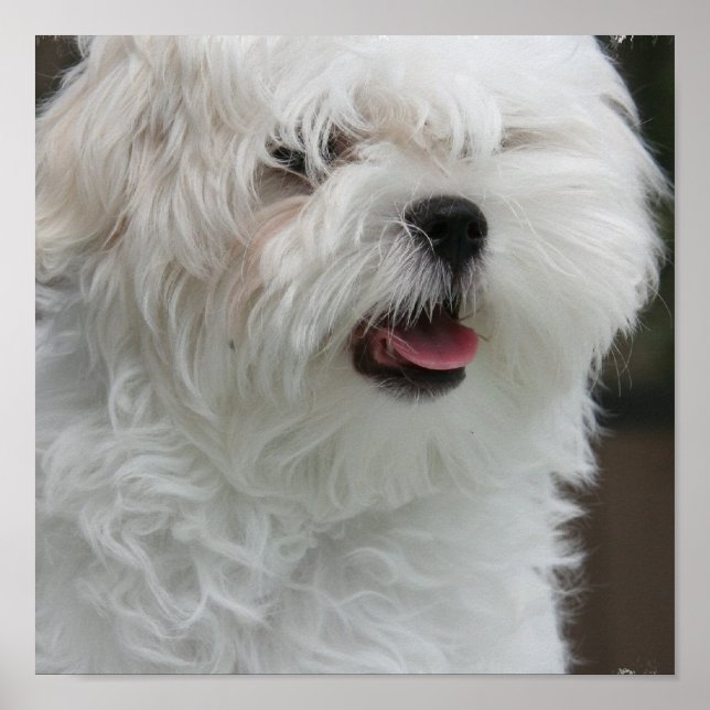 White Maltese Puppy Poster Print (Front)