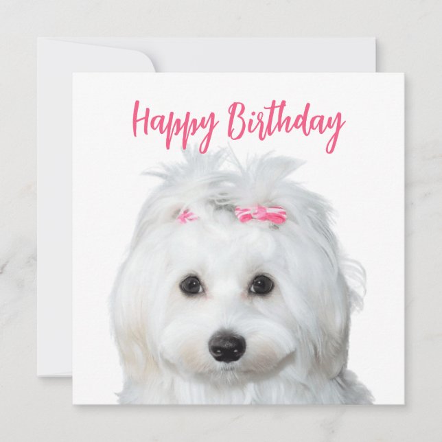 White Maltese Tender Sweetness Holiday Card (Front)