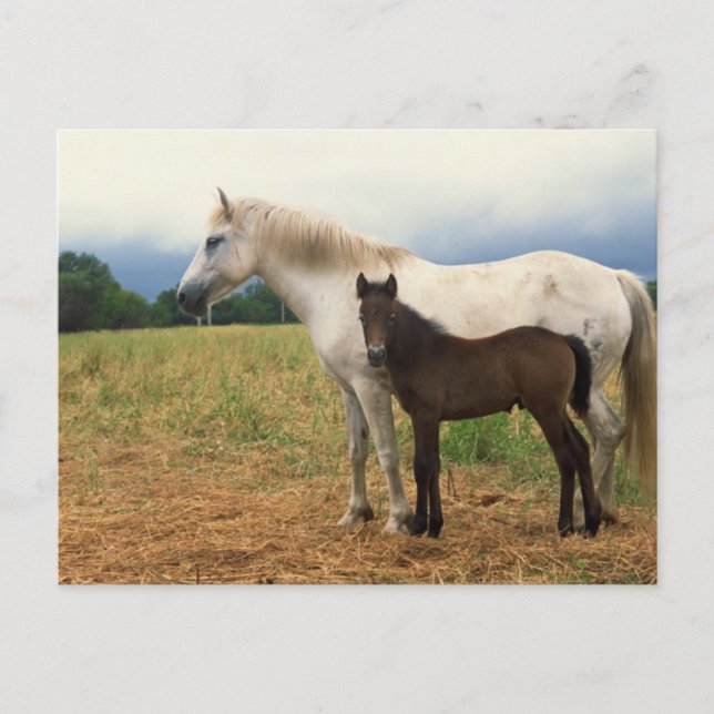 White Mare with Bay Foal Postcard (Front)
