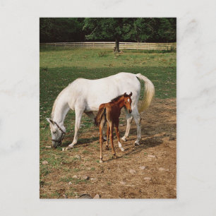 White Mare with Chestnut Foal Postcard