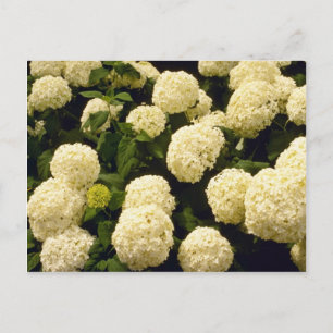 white Marigold flowers flowers Postcard