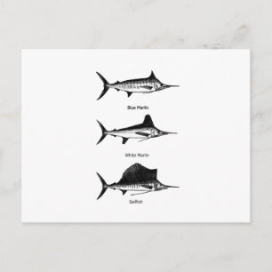 White Marlin - Blue Marlin - Sailfish Logo Postcard
