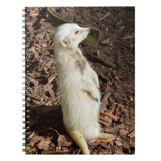 White Meerkat Standing , Notebook (Front)