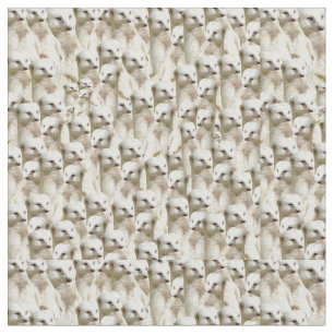 White Meerkats, Fabric
