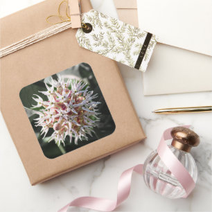 White Milkweed Floral Blossoms Square Sticker