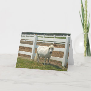 White miniature horse greeting card