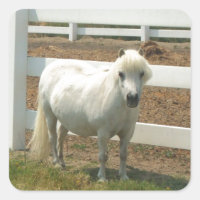 White Miniature horse
