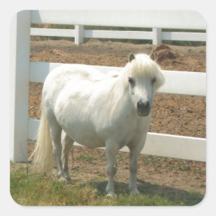 White Miniature horse Square Sticker