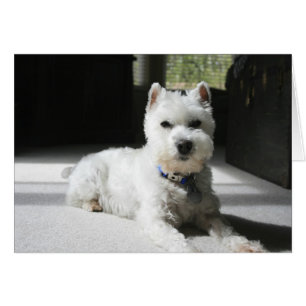 White Miniature Schnauzer, Blank Card