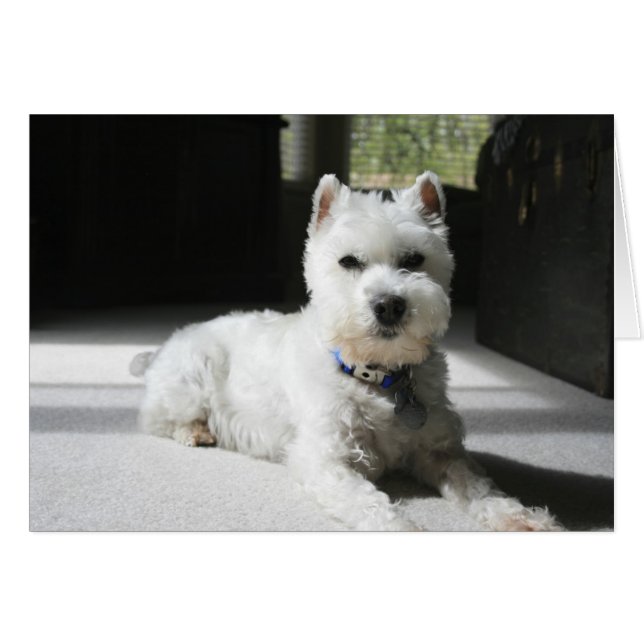 White Miniature Schnauzer, Blank Card (Front Horizontal)