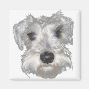 White Miniature Schnauzer Magnet