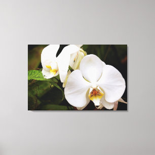 White Moon Orchid (Phalaenopsis Aphrodite) Canvas Print