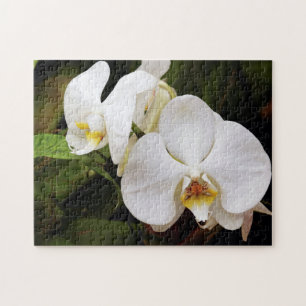White Moon Orchid (Phalaenopsis Aphrodite) Jigsaw Puzzle