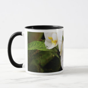 White Moon Orchid (Phalaenopsis Aphrodite) Mug