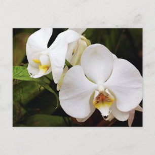 White Moon Orchid (Phalaenopsis Aphrodite) Postcard