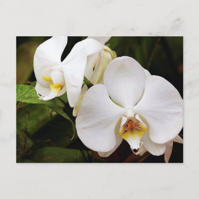 White Moon Orchid (Phalaenopsis Aphrodite) Postcard (Front)