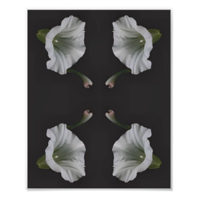 White Morning Glory Flower Close Up Abstract 8x10 Photo Print (Front)