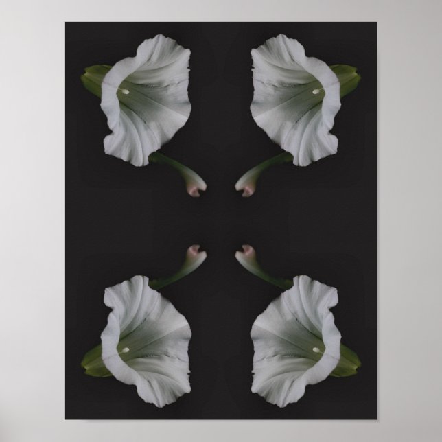 White Morning Glory Flower Close Up Abstract Poster (Front)