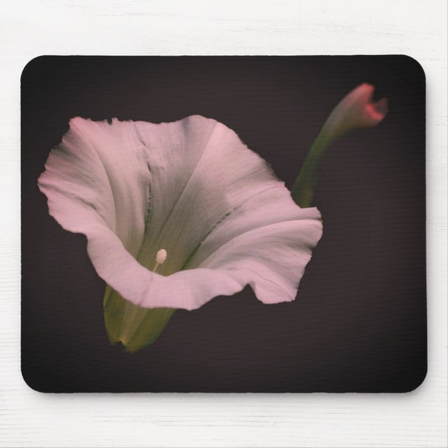 White Morning Glory Flower  Mouse Mat (Front)