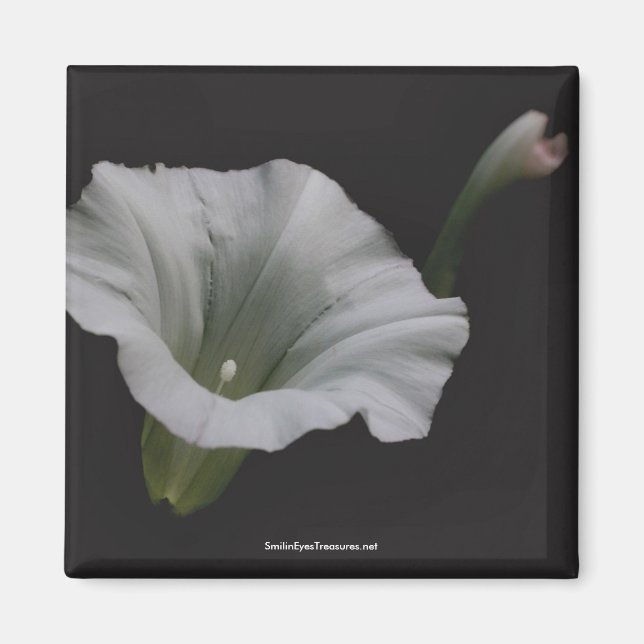 White Morning Glory Flower Photo Magnet (Front)