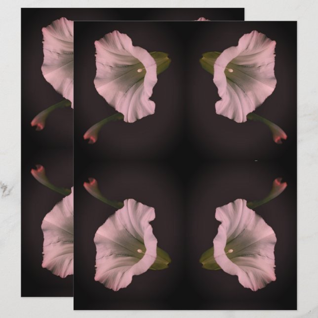 White Morning Glory Flower Scrapbook Paper (Front/Back)