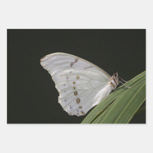 White Morpho butterfly on leaf Wrapping Paper Sheet