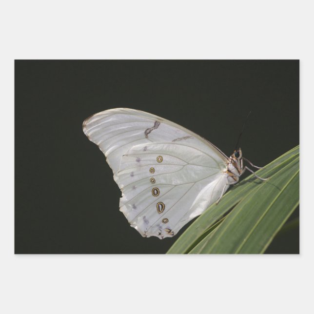White Morpho butterfly on leaf Wrapping Paper Sheet (Front 2)