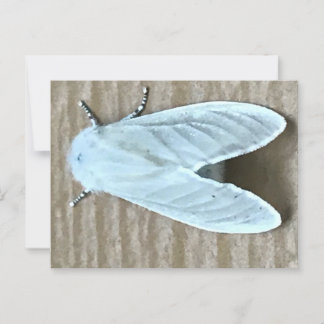 White Moth Bug Postcard