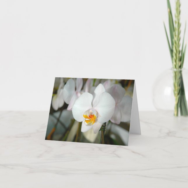 White Moth Orchid Card (Front)