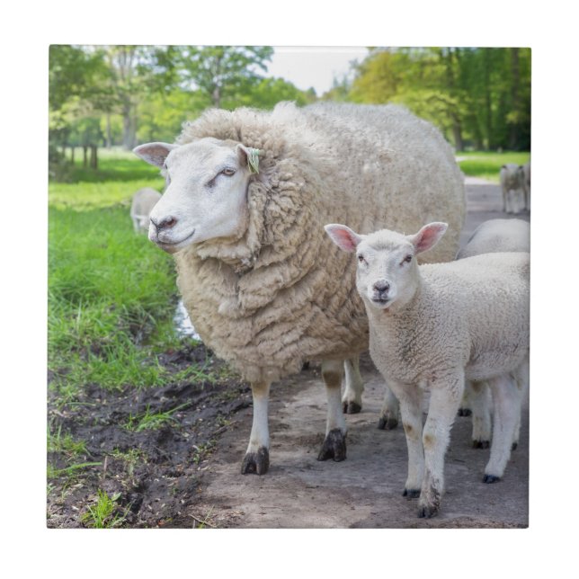 White mother sheep and lamb standing on road tile (Front)