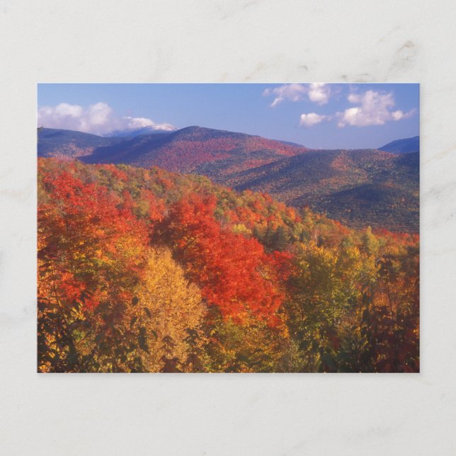 White Mountain Foliage Bear Notch Postcard (Front)