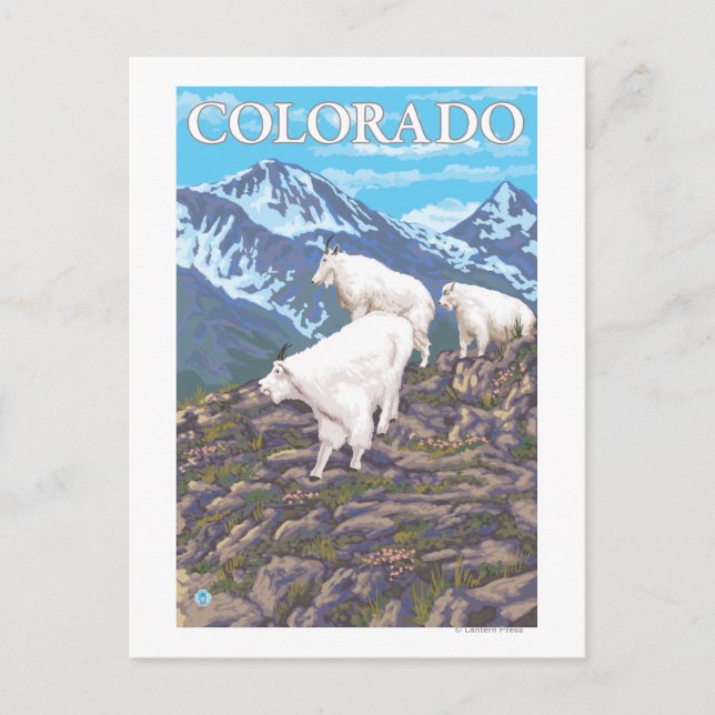 White Mountain Goat FamilyColorado Postcard (Front)