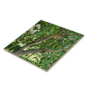 White Mountain Laurel Branches Tile