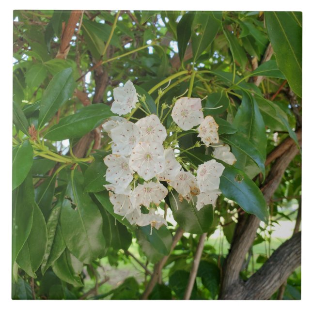 White Mountain Laurel Leaves at Sundown Tile (Front)
