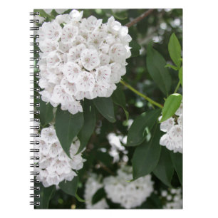 White Mountain Laurel Star Shaped Flowers Notebook