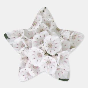 White Mountain Laurel Star Shaped Flowers Star Sticker