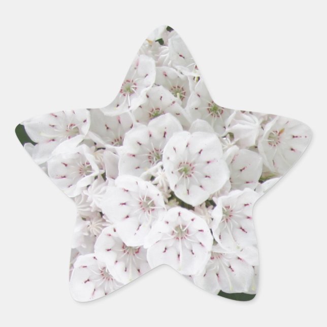 White Mountain Laurel Star Shaped Flowers Star Sticker (Front)