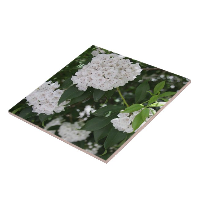 White Mountain Laurel Star Shaped Flowers Tile (Side)