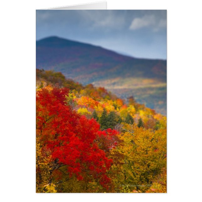 White Mountains National Forest (Front)
