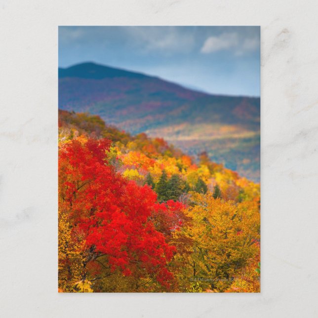 White Mountains National Forest Postcard (Front)