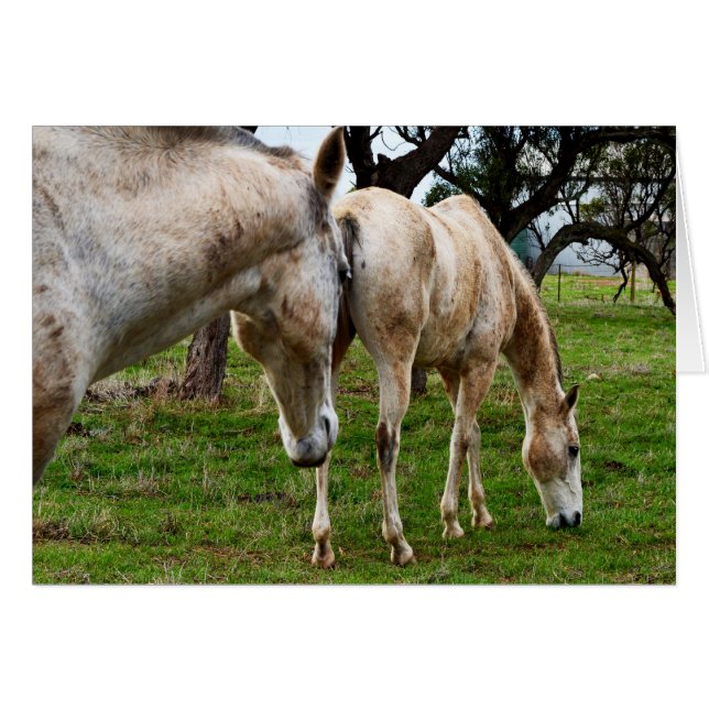 White Muddy Horses, (Front Horizontal)
