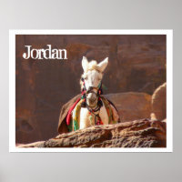 White Mule, Petra, Jordan