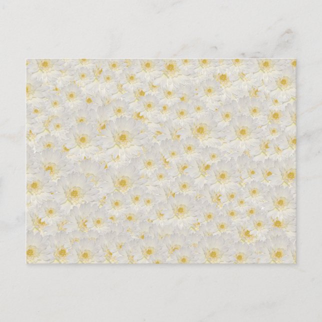 White Mums Postcard (Front)